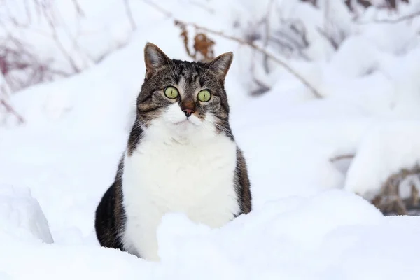 Lindo Gato Cabelos Castanhos Fica Curiosamente Neve — Fotografia de Stock