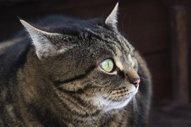 Kahverengi-siyah kedi komik ya da kötü bir görünüm ile