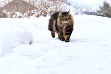 Güzel kahverengi-siyah Norveçli orman kedi kar üzerinden yürüyor