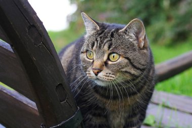 Ahşap sepeti meraklı kedi. Meraklı kedi görünümünü