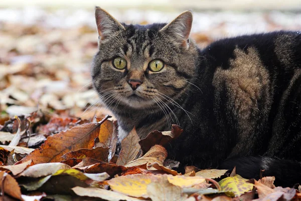 A cat hunting in autumn and winter. A cat plays in the snowy foliage