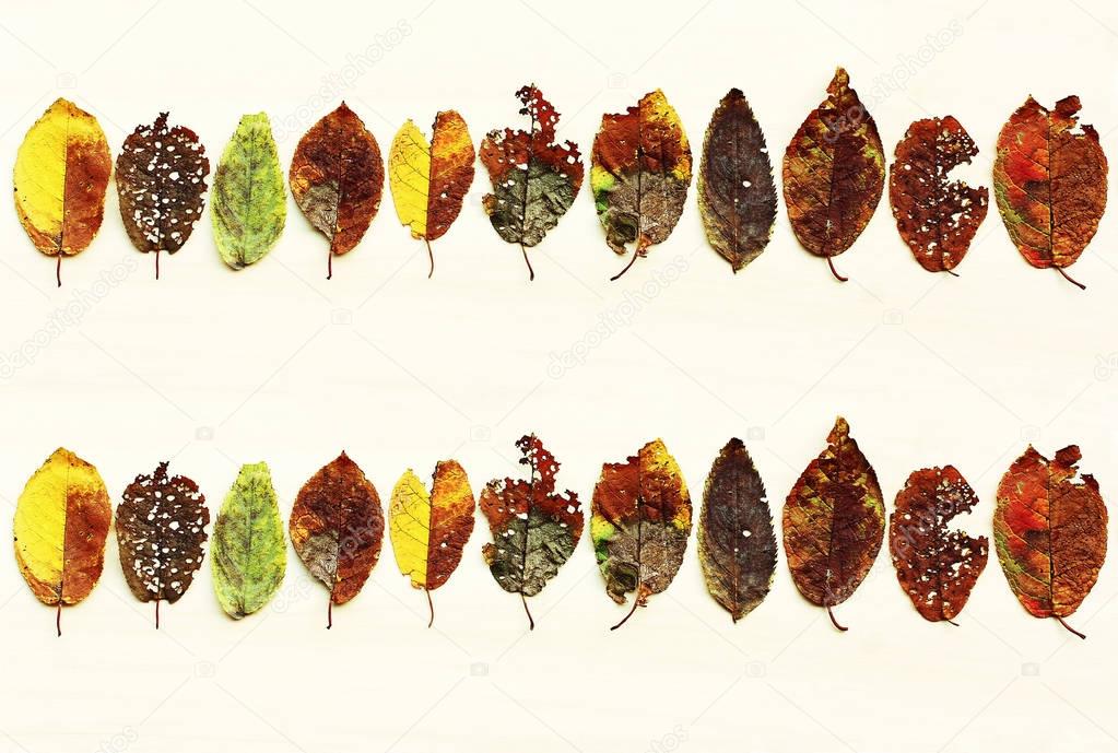 Colourful variety of leaves in autumn. Many colourful autumn leaves