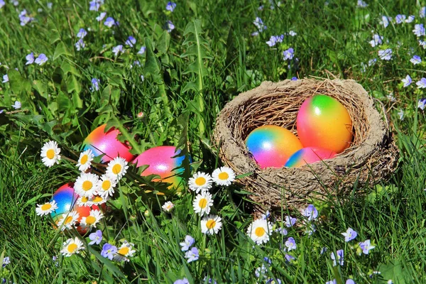 Wielkanoc Gniazdo Kolorowe Pisanki Kwitnący Wiosna Łąka — Zdjęcie stockowe