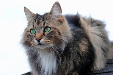 Turkuaz yeşil gözlü bir güzel kahverengi-siyah Norveçli orman kedi