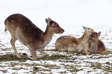 Female fallow deer with calves in winter. A herd of fallow deer clipart