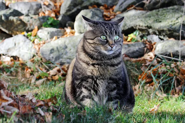 Katt Jakt Hösten Och Vintern Katt Spelar Lövverket — Stockfoto