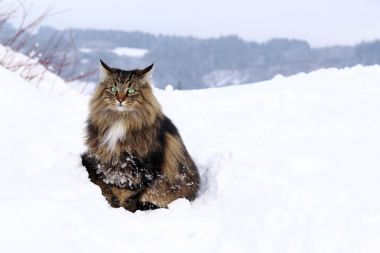Yüksek kar kış aylarında açık havada Norveçli orman kedi