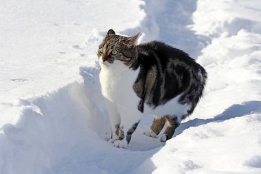 Küçük bir kedi karda korkuyor ve komik bir poz yapar