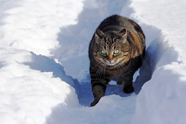 Piccolo Gatto Grasso Nella Neve Paura Una Posa Divertente — Foto Stock