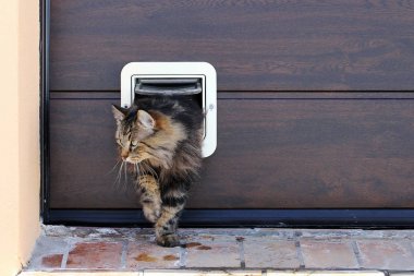 Norveçli orman kedi kedi flep ile geçer