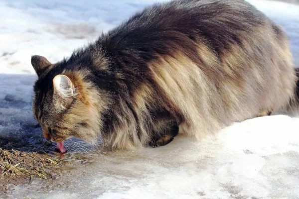 Gatto Della Foresta Norvegese Beve Acqua Nevosa Terra Inverno — Foto Stock