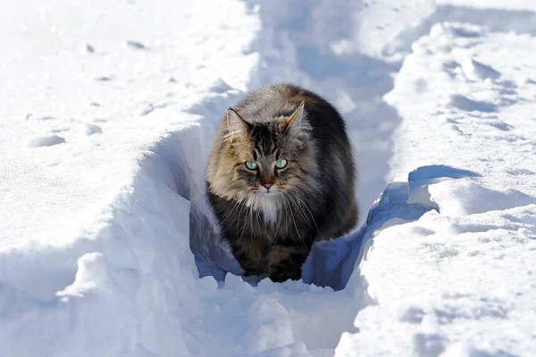 Gato Floresta Norueguesa Corre Inverno Pela Neve — Fotografia de Stock