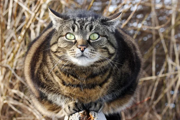 A curious look from big cat's eyes. A fat cat looks curious and funny
