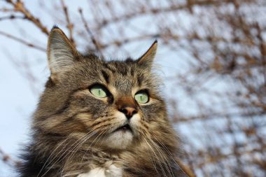 Çok kahverengi-siyah Norveçli orman kedi yüz