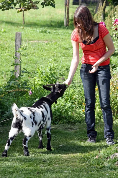 Uma Jovem Mulher Alimentando Uma Cabra — Fotografia de Stock