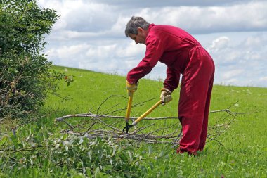 Bahçede çalışan bir adam. Bir adam dalları küçük bahçede keser