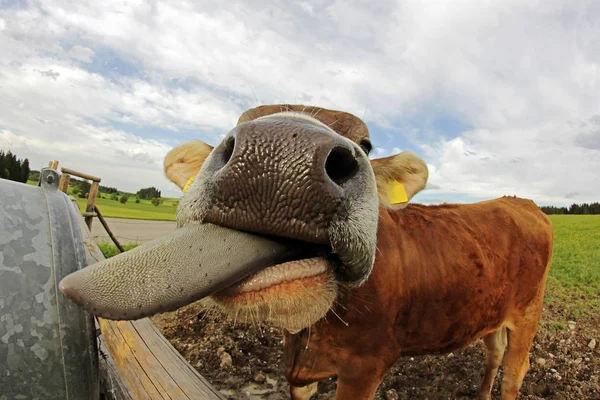 Una Joven Vaca Marrón Sobresale Lengua — Foto de Stock