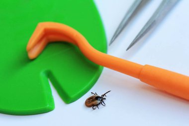 Bir kene kene kanca, cımbız veya kene kartı ile doğru ve hızlı Temizleme