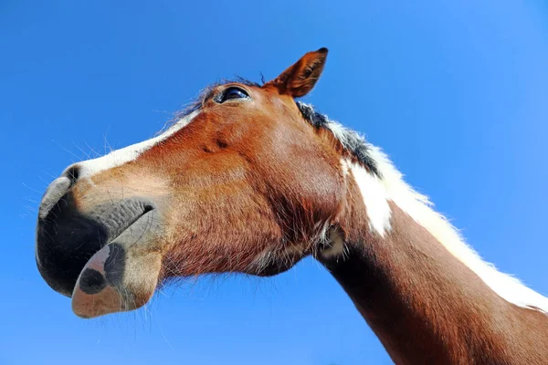 Cabeza Caballo Marrón Blanco Imagen Gran Angular Cabeza Caballo —  Fotos de Stock