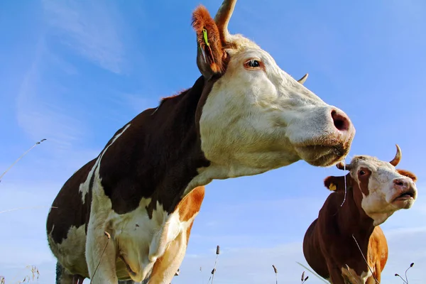 Boynuzları Olan Simmental Sığır Sürüsü Bavyera Bir Mera Üzerinde — Stok fotoğraf