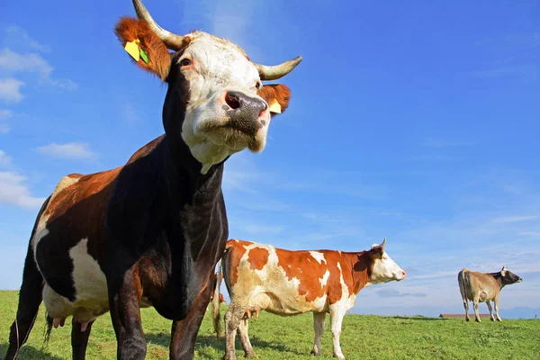 Herd Simmental Cattle Horns Pasture Bavaria — Stock Photo, Image
