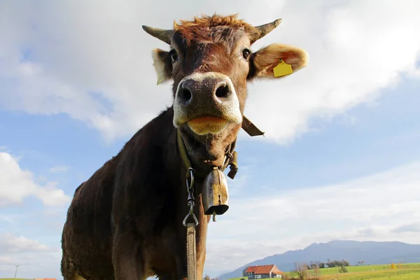 Vista Gran Angular Una Vaca Marrón Con Una Campana — Foto de Stock