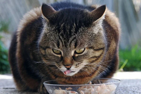 A cat is happy about its food. A cat licks her mouth with her tongue