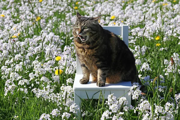 A small fat cat sits with a funny facial expression on a chair in the flower meadow