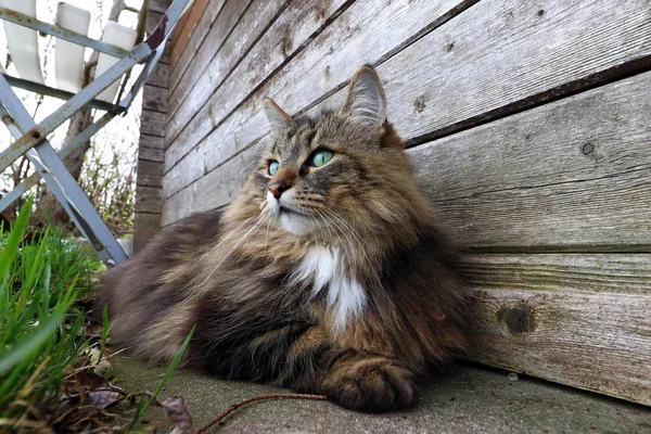 Wide Angle View Pretty Norwegian Forest Cat Ground — Stock Photo, Image