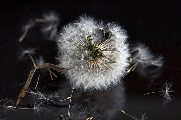 A faded dandelion on a black background