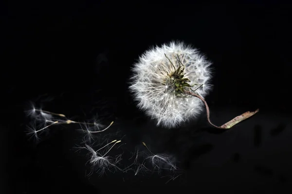 Faded Dandelion Black Background — Stock Photo, Image