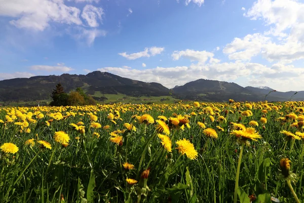 Maskros Blomma Våren Framför Allgaeu Alperna Bayern — Stockfoto