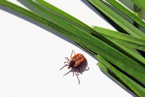 Tehlikeli bir kene yerde çim kesiciler tarar.