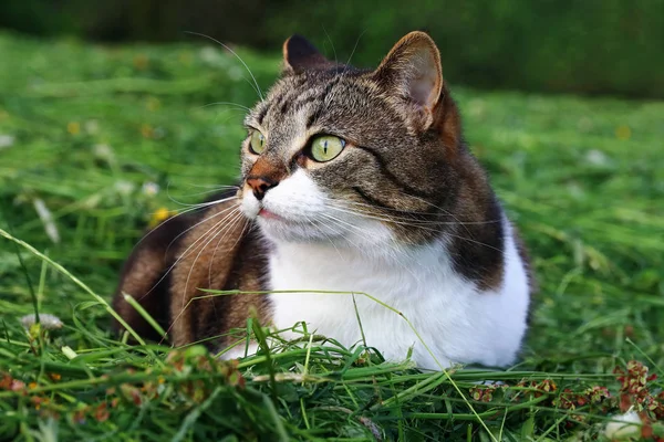 Pěkná Kočka Ležící Zvědavě Upraveném Trávníku — Stock fotografie