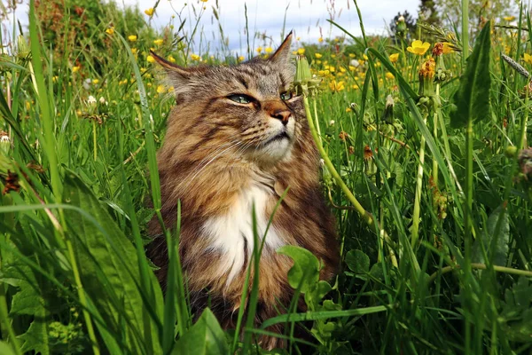 Eine Norwegische Waldkatze Genießt Die Sonne Hohen Gras — Stockfoto