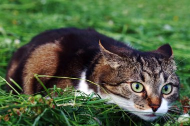 Saldırıdan hemen önce samanlıkta küçük bir kedi. Avlanan bir kedi.