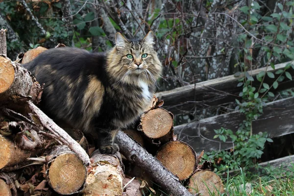 Grazioso Gatto Della Foresta Norvegese Marrone Nero Una Pila Legno — Foto Stock