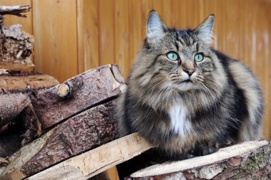 Odun yığınının üzerinde turkuaz gözlü güzel bir Norveç Ormanı Kedisi
