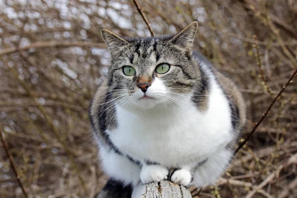 Eine Hübsche Kleine Braun Weiße Katze Auf Einem Holzzaun — Stockfoto