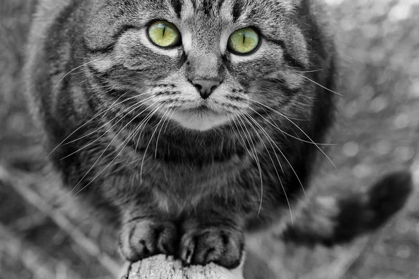 Detailní Záběr Tvář Krásné Kočky Černé Bílé Barevnýma Očima — Stock fotografie