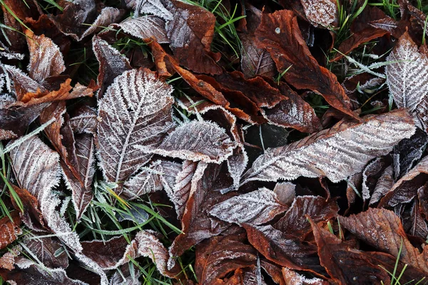 Feuilles Gelées Sur Sol Froid Sol Automne Hiver — Photo