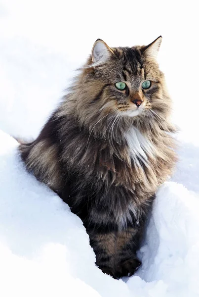 Jovem Gato Floresta Norueguês Marrom Preto Bonito Inverno Neve — Fotografia de Stock