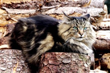 Güzel bir Norveç Ormanı Kedisi Kem gözlü bir odun yığını üzerinde oturuyor