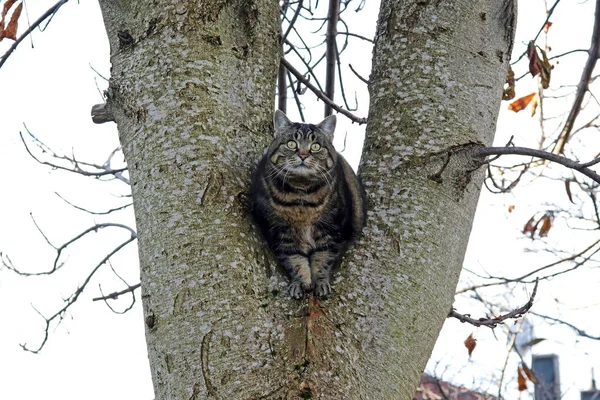 A small fat cat sits between two branches high up on a tree