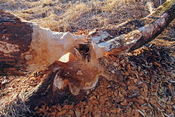A deciduous tree gnawed and felled by a beaver. Bite marks of a beaver on a tree
