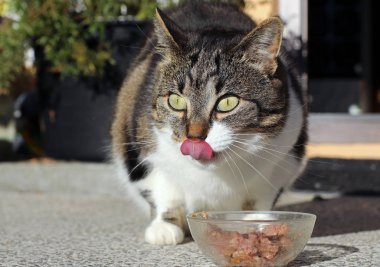 Küçük sevimli bir kedi için sağlıklı yemek. Bir kedi kedi kedi mamasıyla mutlu olur.