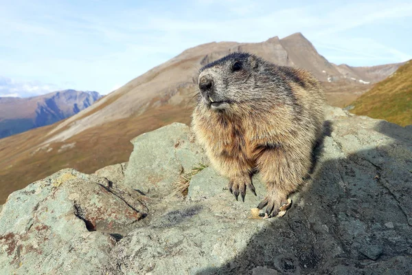 Marmot Rock Mountains Austria — Stock Photo, Image