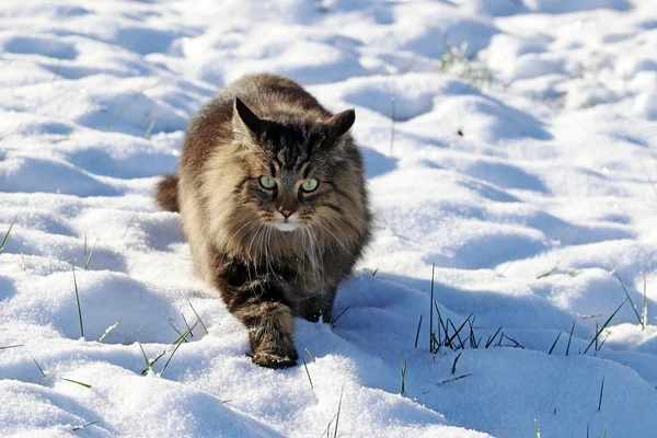 Grazioso Gatto Della Foresta Norvegese Cammina Attraverso Neve Inverno — Foto Stock