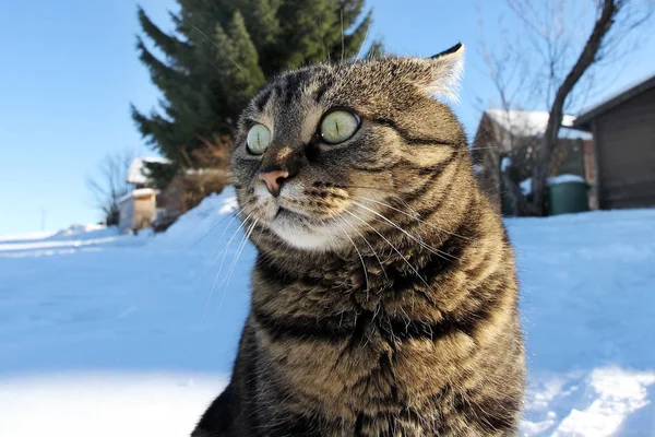 Furcsán Néz Egy Kis Kövér Macska Télen — Stock Fotó