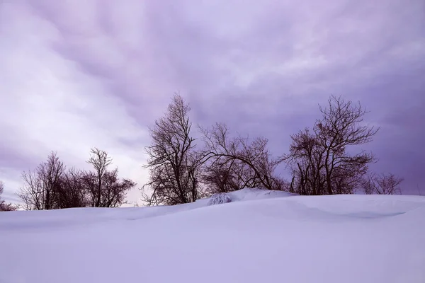 Зимний Пейзаж Большим Количеством Снега Группой Деревьев Фиолетовом — стоковое фото